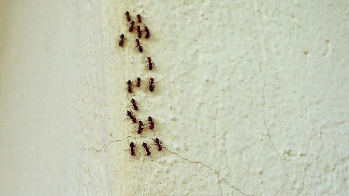 Муравьи в доме: биологические причины и философские интерпретации